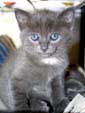 Les chatons, envoi de V. Andrey