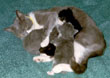 Miss Kittie et ses bébés