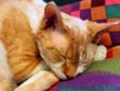 Les Devon Rex de V. Andrey