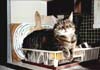 Ti-Fille, le chat-fauve de Julie