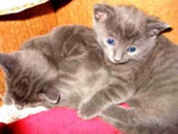 chaton 