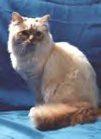 Si ce chat est le votre, donnez nous votre url, nous ferons un lien vers votre site!