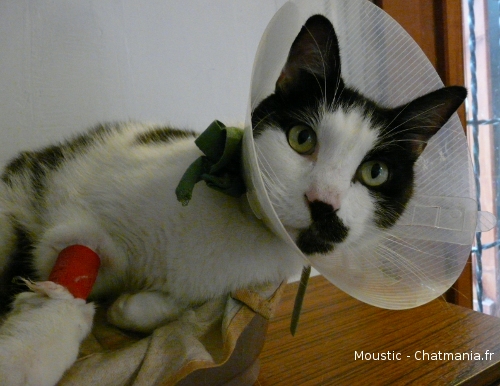 Moustic, après avoir subi une urétrostémie