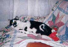 Le chat Félix