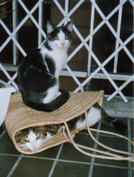 Panier