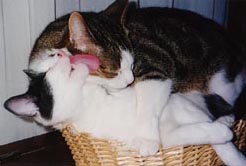 Toilette