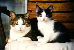 Cats