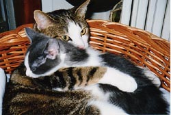Tendresse
