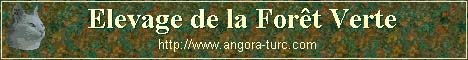 Elevage angora turc de la forêt verte
