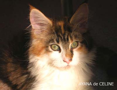 Ayana, la chatte gagnante du jeu de septembre, présentée par Céline